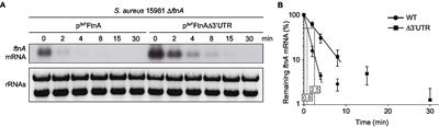 Staphylococcus aureus ftnA 3’-Untranslated Region Modulates Ferritin Production Facilitating Growth Under Iron Starvation Conditions